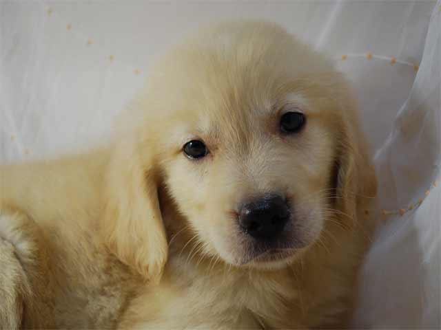 大型犬画像