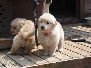 大型犬画像