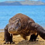 コモドオオトガゲの戦闘力が最強チートすぎて惚れてしまう件