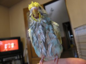 水浴び後のインコ