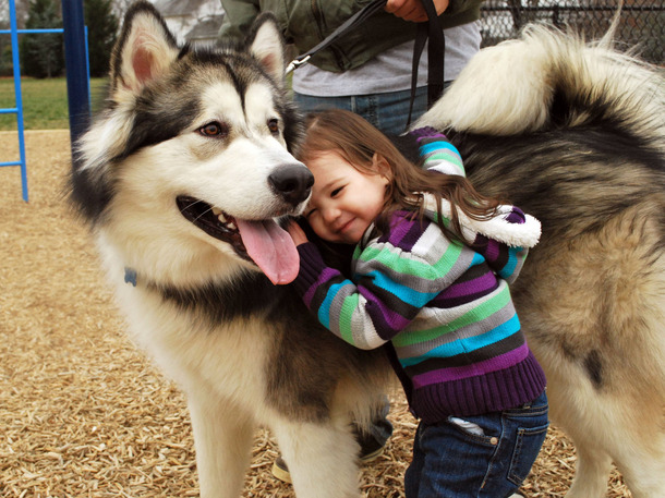 美しい花の画像 無料ダウンロード大型犬 子供