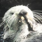 40代独身男性が語る、水族館で「ラッコ」を愛すべき6つの理由