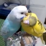 インコを飼ったことがある人だけにわかる可愛いあるある