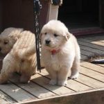 小型犬より大型犬!5分で萌え死にできるかわいさ満点のワンコたち