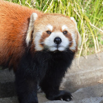 野毛山動物園